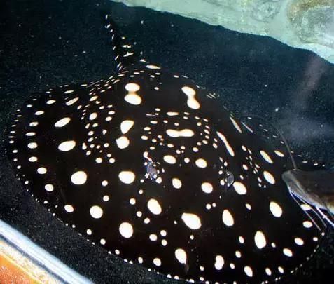 魟魚肚皮朝上是什么原因：魟魚肚皮朝上是什么原因[需手動填充]魚肚皮朝上是什么原因