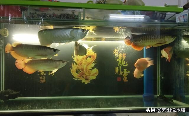 觀賞魚混養搭配技巧，關于觀賞魚混養搭配的技巧