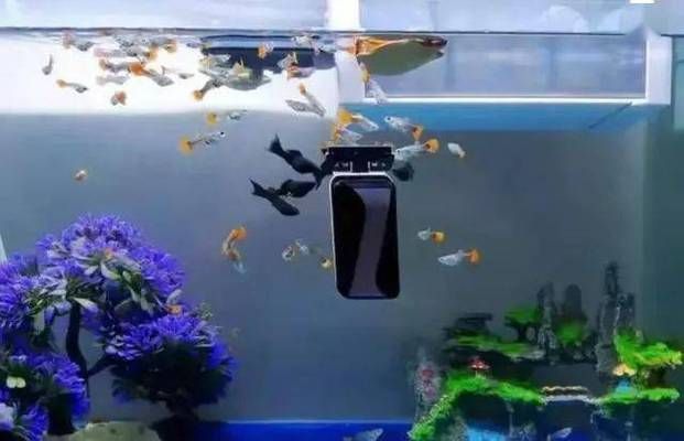 觀賞魚混養搭配技巧，關于觀賞魚混養搭配的技巧