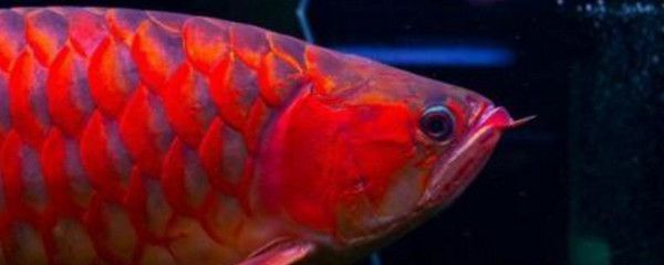 龍魚吃食老是咀嚼不吞怎么回事