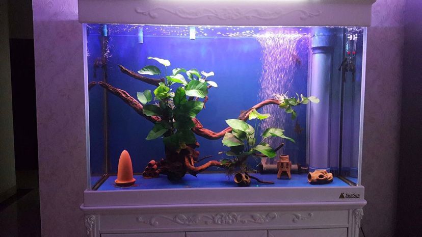 龍魚缸簡單造景怎么做的，龍魚缸造景不僅能美化魚缸還能為龍魚提供一個舒適的生活環(huán)境