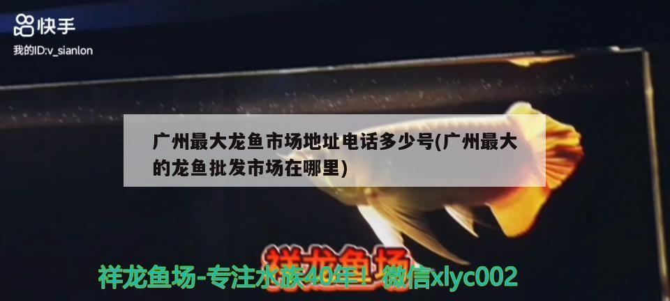 印尼紅龍魚好養(yǎng)嗎怎么養(yǎng)活的視頻(印尼紅龍魚好養(yǎng)嗎怎么養(yǎng)活的視頻教程)