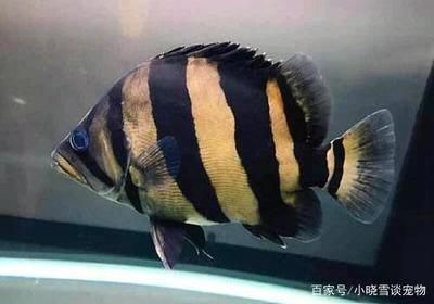 虎魚(yú)活餌與人工飼料比例,虎魚(yú)活餌與人工飼料的比例