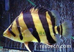 虎魚(yú)活餌與人工飼料比例,虎魚(yú)活餌與人工飼料的比例