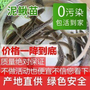 虎魚(yú)活餌與人工飼料比例,虎魚(yú)活餌與人工飼料的比例