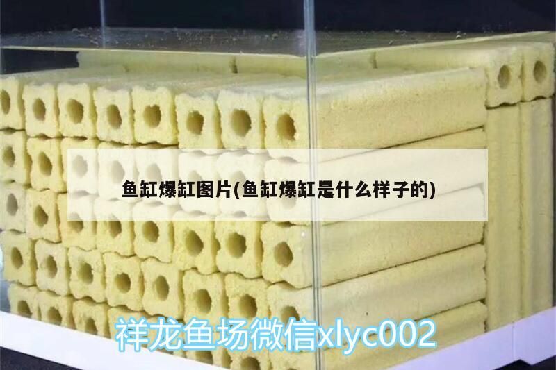 魚缸爆缸圖片(魚缸爆缸是什么樣子的)