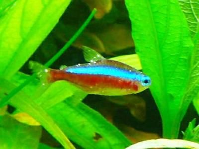 紅龍魚吃泥鰍有啥好處