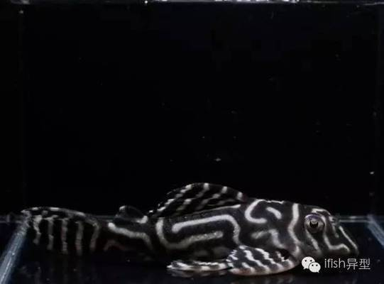 龍魚吃草金魚容易得病嗎為什么