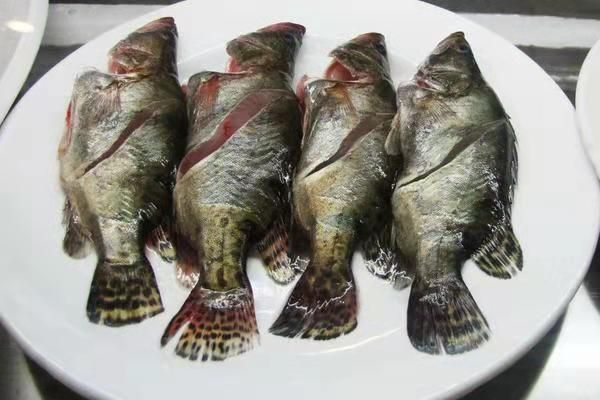 泰國虎魚活餌消毒方法，泰國虎魚活餌怎么消毒