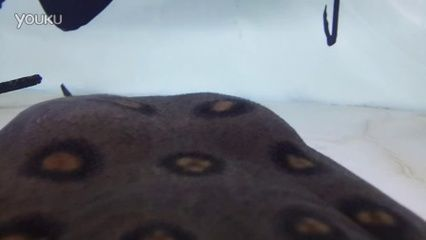 魟魚懷孕多久可以看到胎動：魟魚懷孕后可以看到胎動的時間大約在,受精后一個月左右