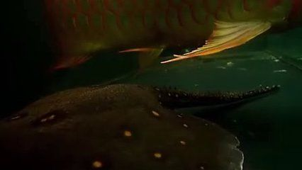 魟魚懷孕多久可以看到胎動：魟魚懷孕后可以看到胎動的時間大約在,受精后一個月左右