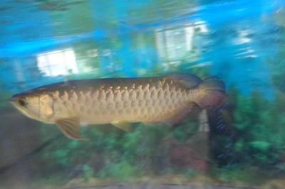 金龍魚總往魚缸下面游，為什么金龍魚總是往魚缸下面游