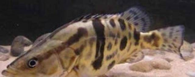 泰國虎魚文化價值探究，關于泰國虎魚文化價值的詳細探究泰國虎魚文化價值的詳細探究