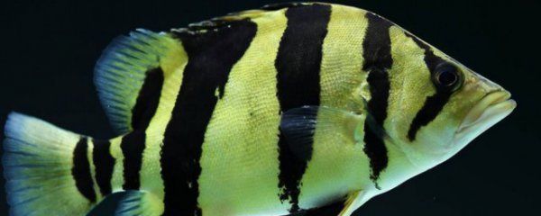 龍魚配虎魚和魟魚：虎魚和魟魚可以與龍魚混養(yǎng)，但需要注意以下幾點