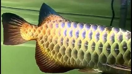 龍魚配虎魚和魟魚：虎魚和魟魚可以與龍魚混養(yǎng)，但需要注意以下幾點