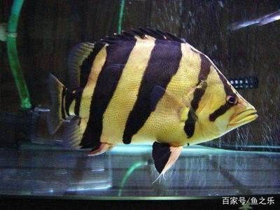 虎魚微量元素攝取途徑，虎魚微量元素對免疫力的影響