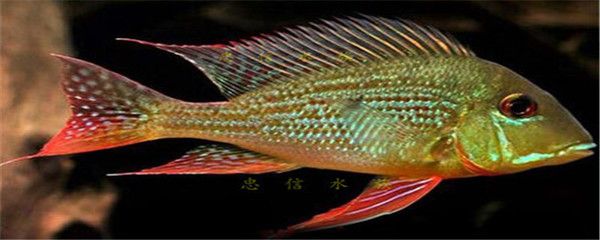 龍魚怎么繁殖后代視頻：探秘龍魚繁殖，延續水族貴族的血脈傳奇