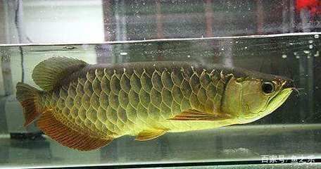 龍魚吃什么長鰭還是短鰭好