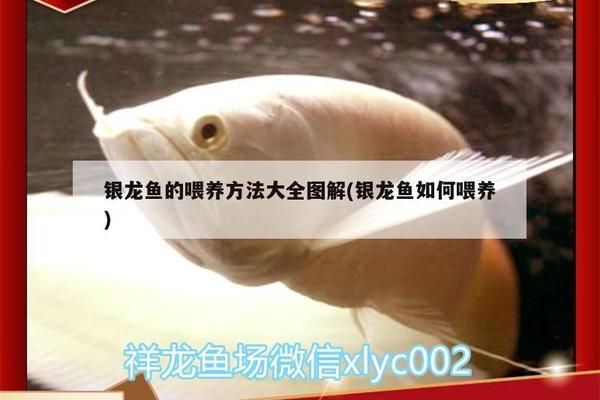 鎮江金龍魚產業城地址在哪里：探尋鎮江金龍魚產業城，地址背后的產業傳奇與區域影響