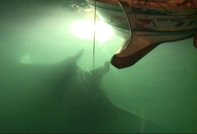魟魚死了：對于魟魚突然死亡的原因根據搜索結果