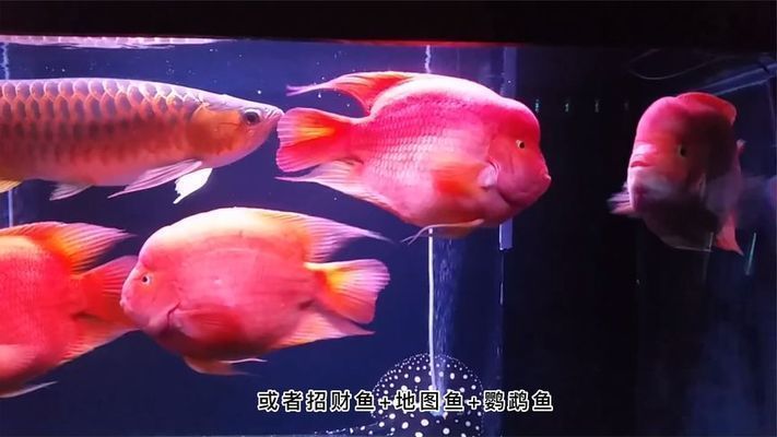 鸚鵡魚混養(yǎng)的最佳伴侶，鸚鵡魚混養(yǎng)的最佳伴侶包括哪些魚類與鸚鵡魚一起生活