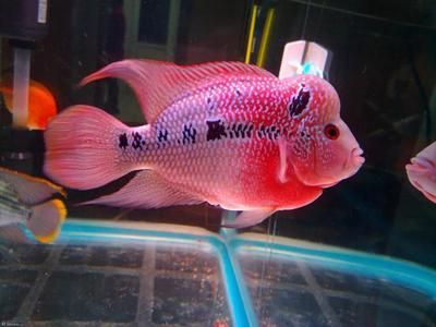 鸚鵡魚混養(yǎng)的最佳伴侶，鸚鵡魚混養(yǎng)的最佳伴侶包括哪些魚類與鸚鵡魚一起生活