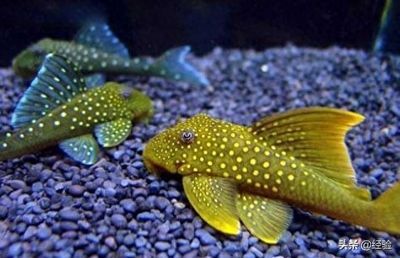 鸚鵡魚混養(yǎng)的最佳伴侶，鸚鵡魚混養(yǎng)的最佳伴侶包括哪些魚類與鸚鵡魚一起生活