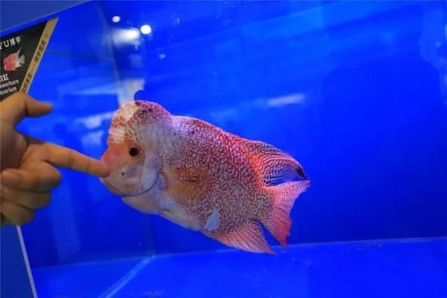 鸚鵡魚混養(yǎng)的最佳伴侶，鸚鵡魚混養(yǎng)的最佳伴侶包括哪些魚類與鸚鵡魚一起生活