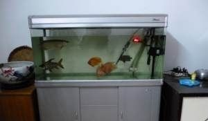 虎魚魚缸照明避免過度光照方法，濾光魚缸的照明與安裝方法