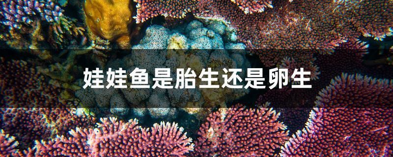 蘇虎苗體表損傷識別，蘇虎苗體表損傷的識別