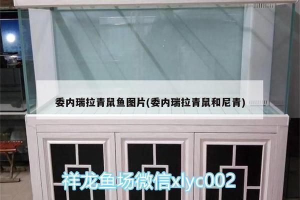 蘇虎苗體表損傷識別，蘇虎苗體表損傷的識別