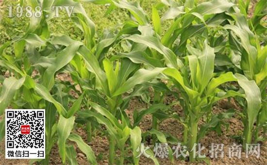 蘇虎苗體表損傷識別，蘇虎苗體表損傷的識別