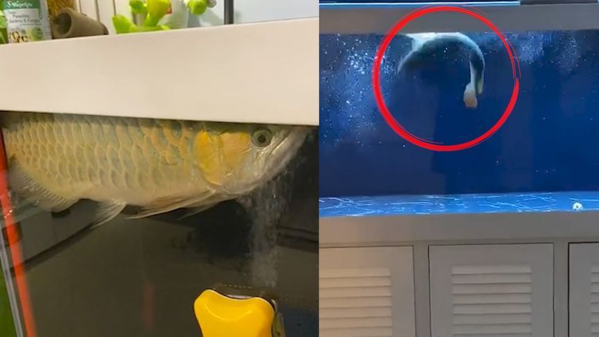 金龍魚總在魚缸角落里亂竄，金龍魚在魚缸角落里亂竄可能由多種因素引起，飼養者應注意