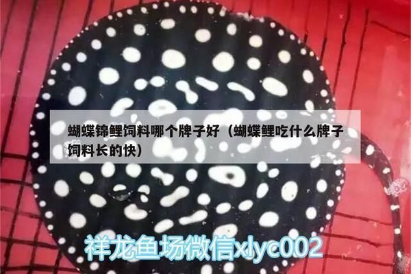 虎魚對Hikari飼料的消化吸收率，虎魚對hikari飼料的消化吸收率