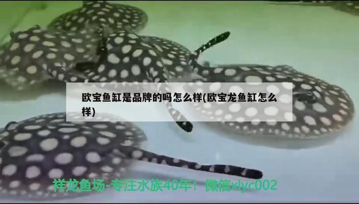 歐寶龍魚缸怎么樣值得買嗎多少錢，歐寶龍魚缸怎么樣