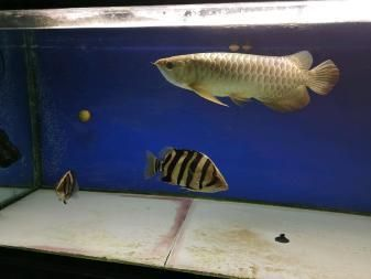 虎魚飼料保存方法，冷凍魚食細(xì)菌控制技巧,紅蟲冷藏保存注意事項