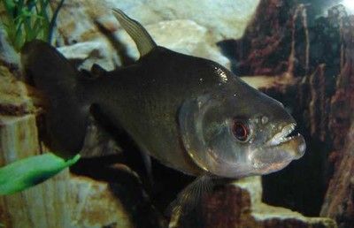 虎魚疾病預防措施，如何預防虎魚疾病