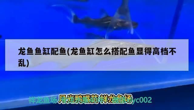 龍魚(yú)缸怎么搭配魚(yú)顯得高檔不亂，如何打造一個(gè)既高檔又有序的龍魚(yú)缸景觀