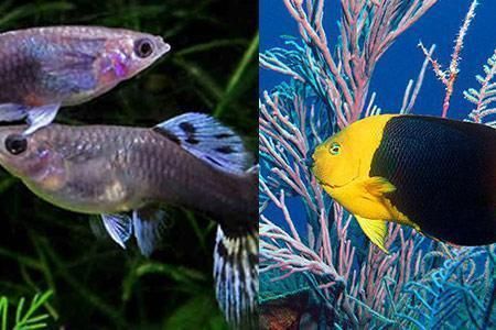 熱帶魚水溫控制技巧，熱帶魚水溫控制技巧，夏季魚缸防曬降溫實用技巧