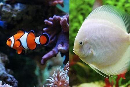 熱帶魚水溫控制技巧，熱帶魚水溫控制技巧，夏季魚缸防曬降溫實用技巧