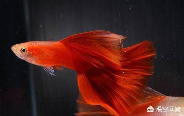 熱帶魚水溫控制技巧，熱帶魚水溫控制技巧，夏季魚缸防曬降溫實用技巧