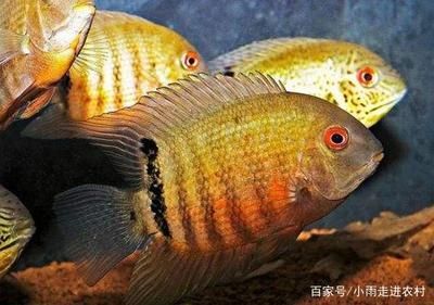 熱帶魚水溫控制技巧，熱帶魚水溫控制技巧，夏季魚缸防曬降溫實用技巧