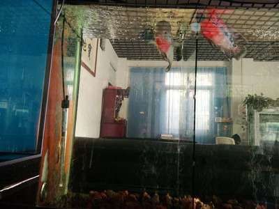 熱帶魚水溫調控的最佳實踐，熱帶魚的水溫調控是確保健康生長的關鍵因素之一