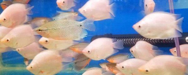 熱帶魚水溫調控的最佳實踐，熱帶魚的水溫調控是確保健康生長的關鍵因素之一