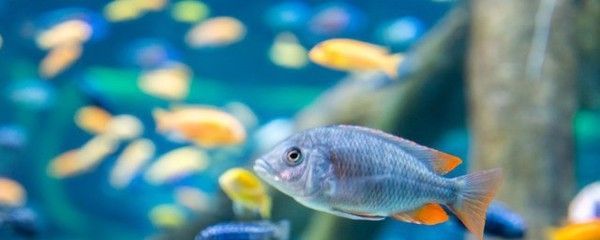 熱帶魚水溫調控的最佳實踐，熱帶魚的水溫調控是確保健康生長的關鍵因素之一