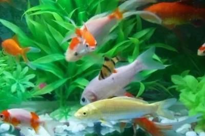 熱帶魚水溫調控的最佳實踐，熱帶魚的水溫調控是確保健康生長的關鍵因素之一
