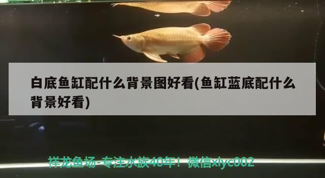 魚缸說說配圖，如何挑選風水魚缸裝飾品魚缸背景圖案的選擇技巧
