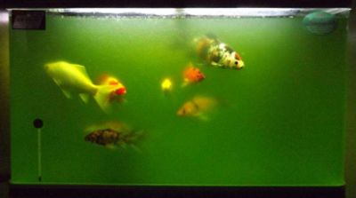 金龍魚魚缸長青苔好嗎，金龍魚魚缸中長青苔對水質和觀賞效果均有負面影響