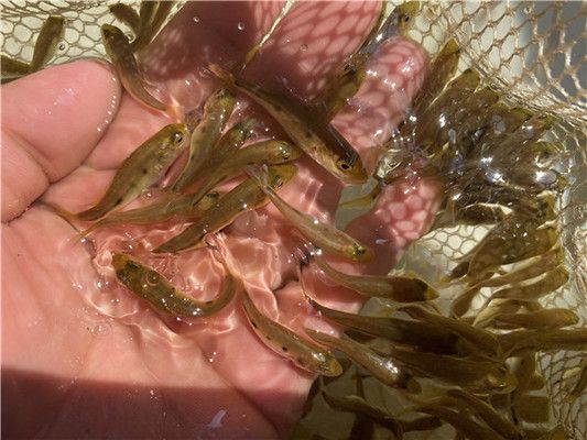 龍魚吃金魚長得快嗎為什么