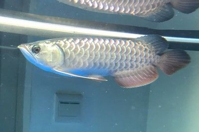 龍魚低溫后搶救要開燈嗎